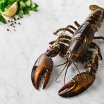 لابستر تازه و باکیفیت | Fresh Lobster