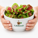 آمارانس تازه (تاج‌خروس خوراکی ارگانیک)